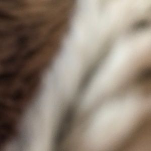 Meet your Posher, Jes